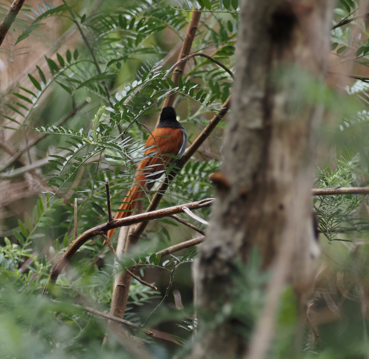 African Paradise-Flycatcher - ML645817554