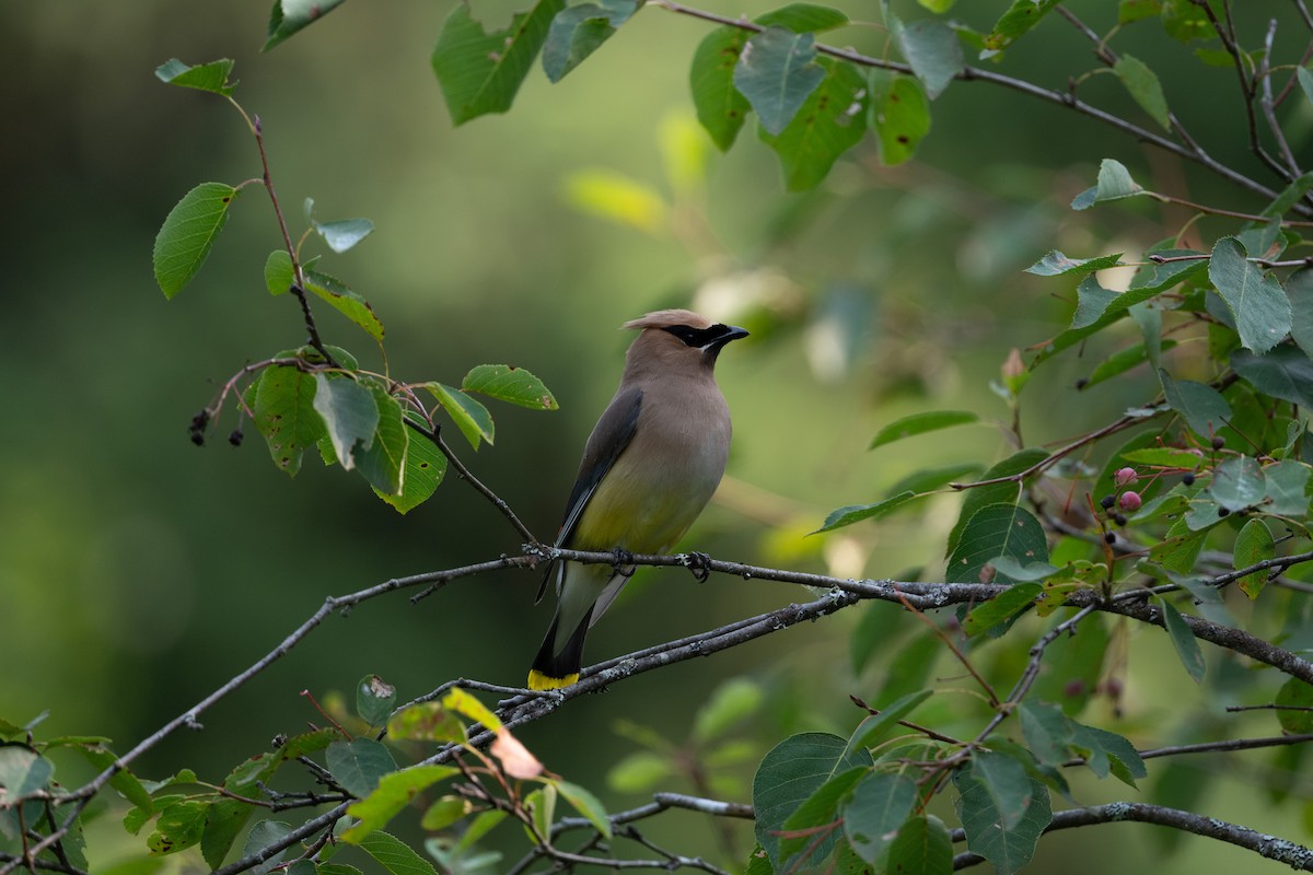 Sedir İpekkuyruğu - ML645817557