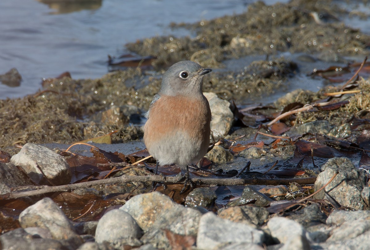 Western Bluebird - ML645817566
