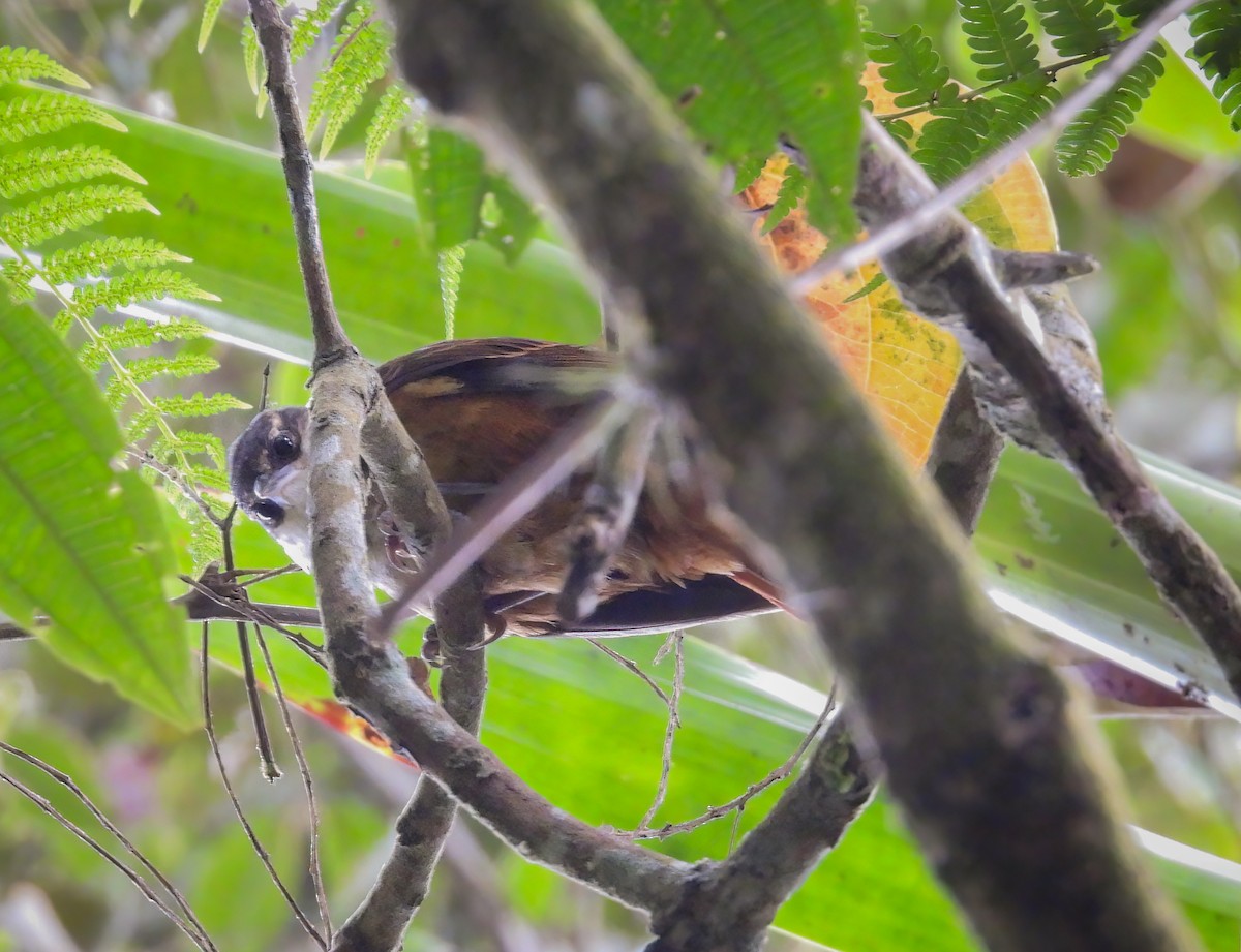 Streaked Tuftedcheek - ML645817571