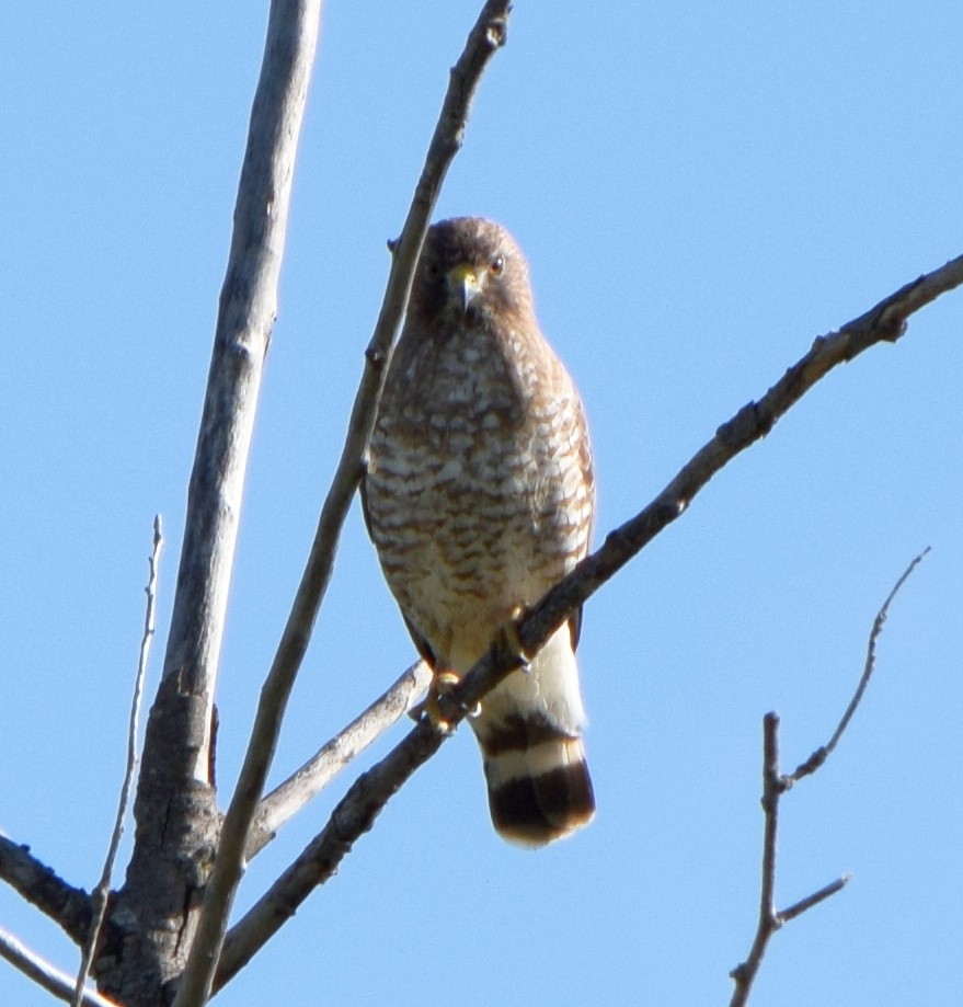 Канюк ширококрилий - ML645817574