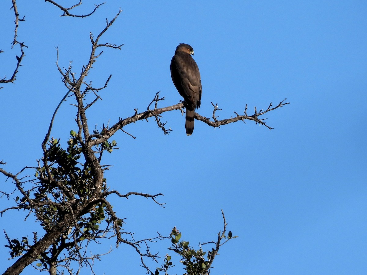 Cooper's Hawk - ML645817588