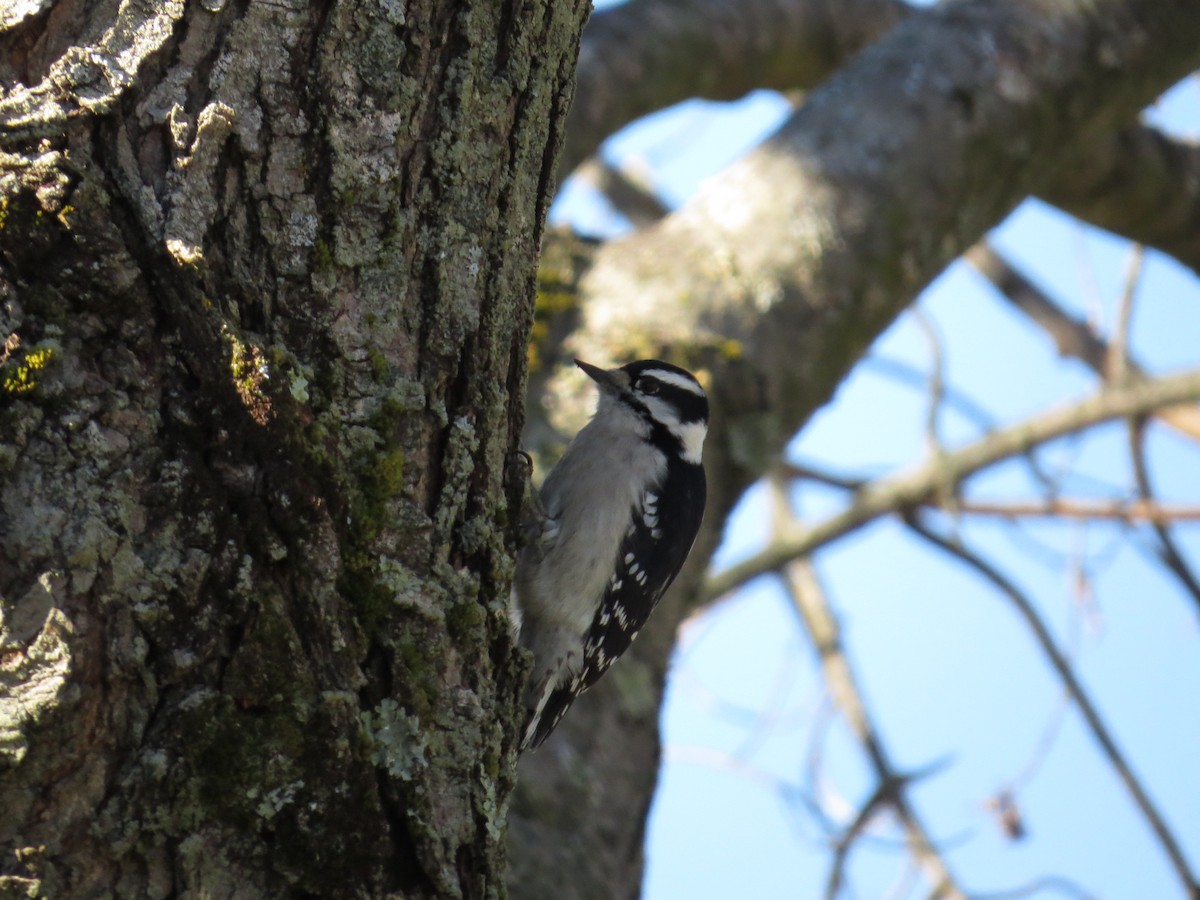 Yumuşak Tüylü Ağaçkakan - ML645817591