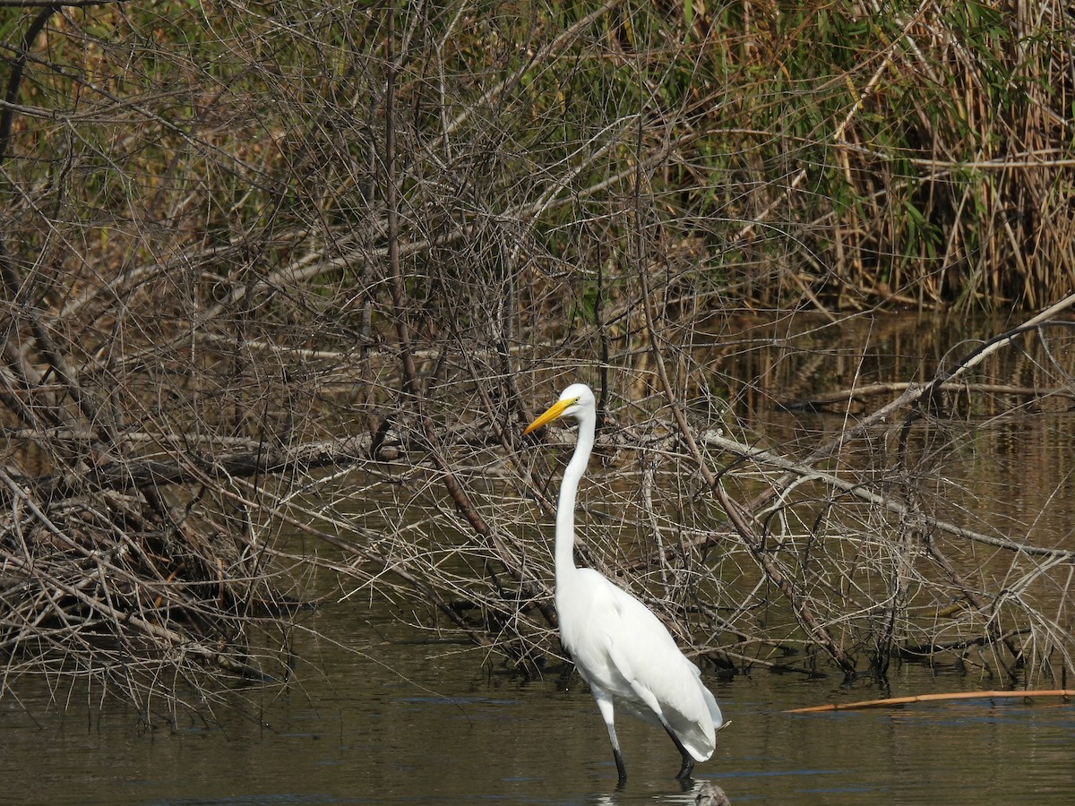 Koartza zuria - ML645817594