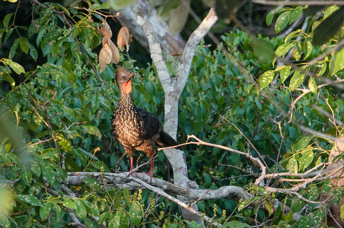 Marail Guan - ML645817598