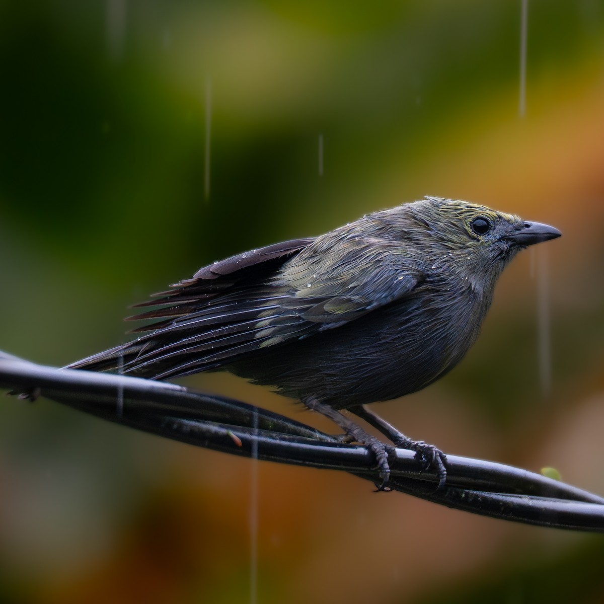 Tangara Palmera - ML645817606