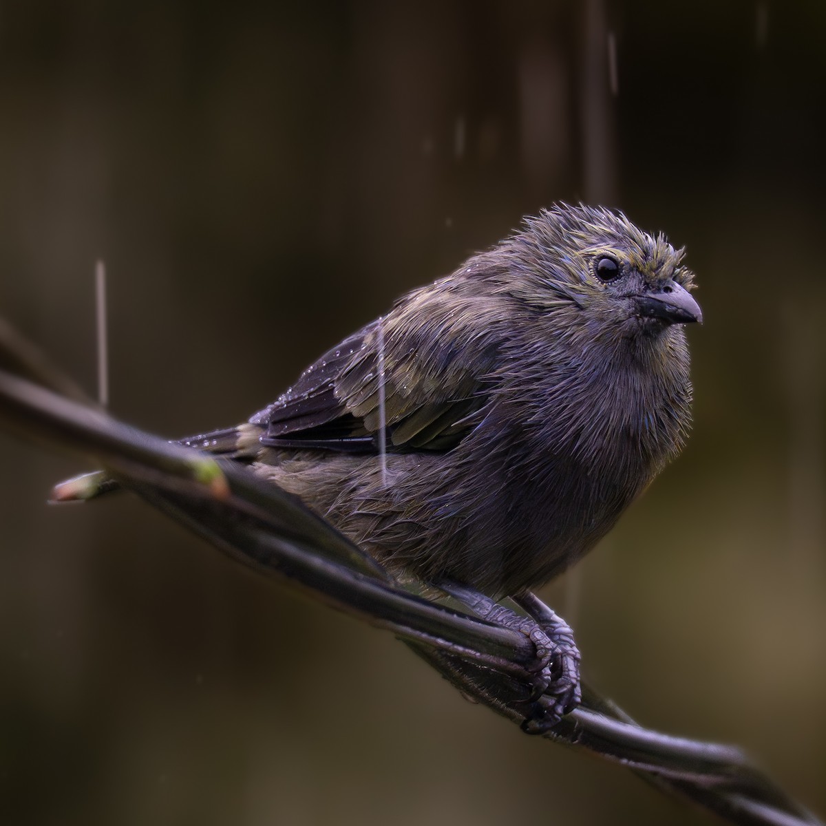 Tangara Palmera - ML645817614