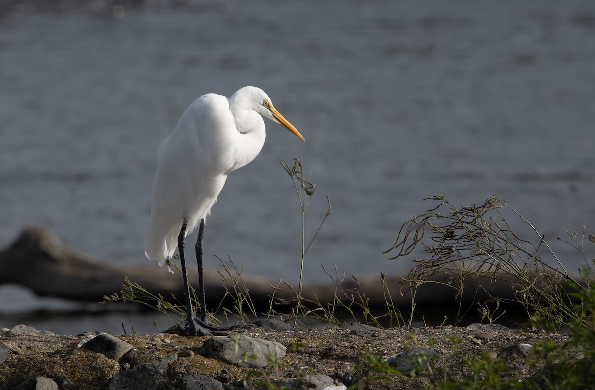 Koartza zuria (australasiarra) - ML645817622