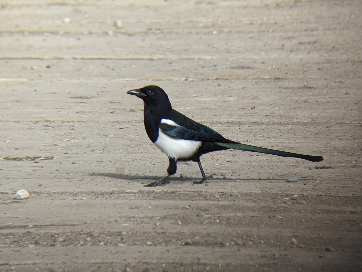 straka americká - ML645817656