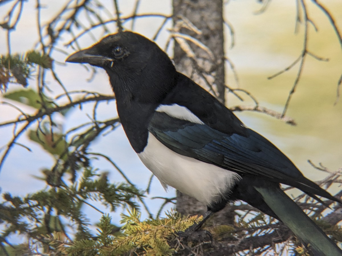 straka americká - ML645817657