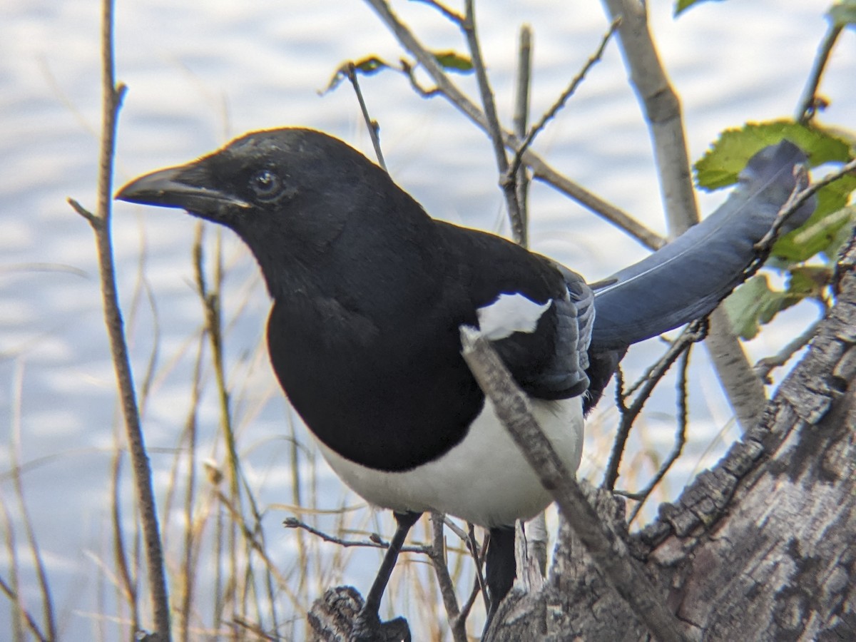 straka americká - ML645817658