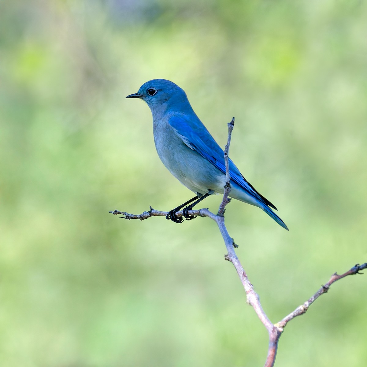 Mountain Bluebird - ML645817665