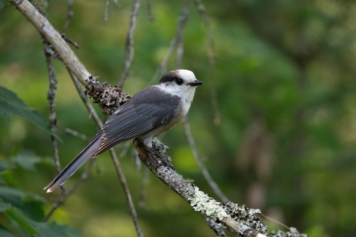 gråskrike (canadensis gr.) - ML645817667