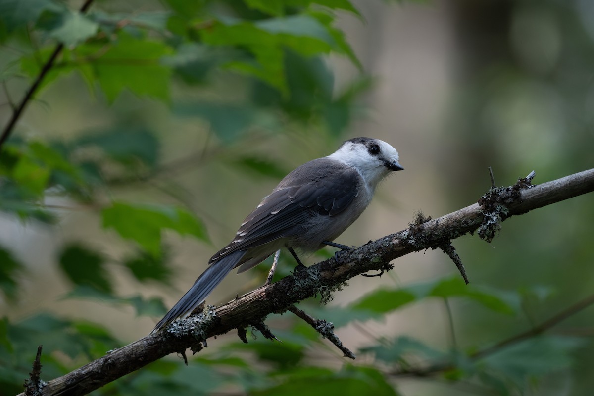 Kanada Kargası [canadensis grubu] - ML645817674