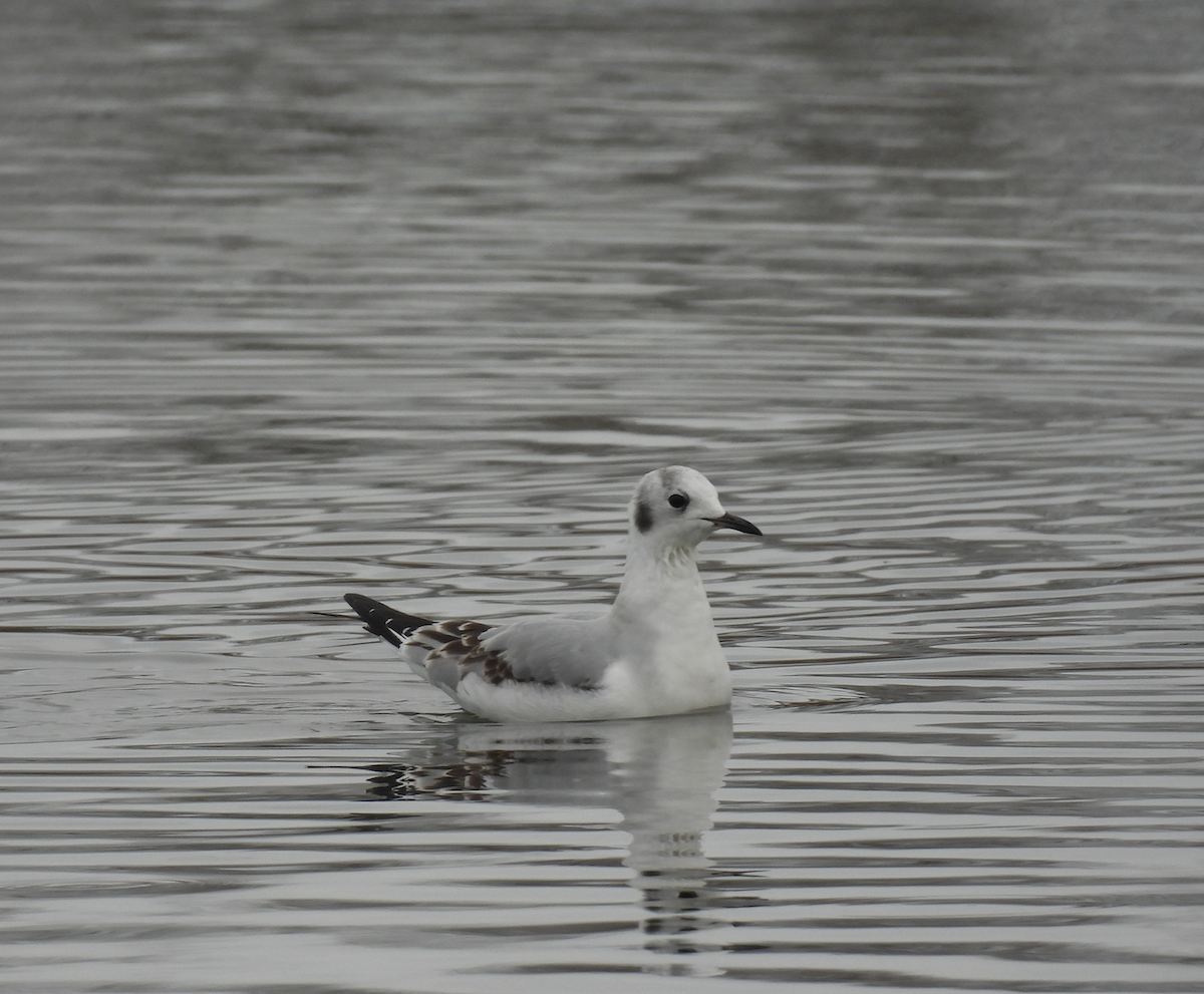 Bonaparte's Gull - ML645817675