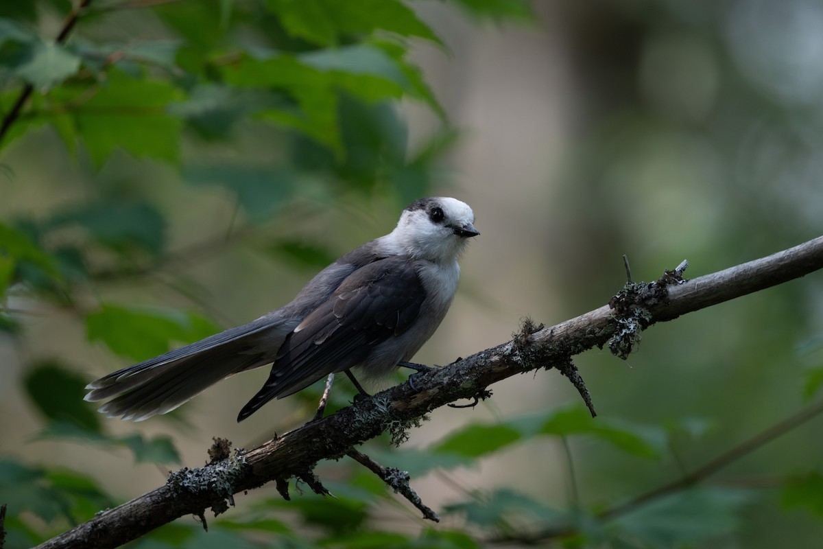 Kanada Kargası [canadensis grubu] - ML645817676
