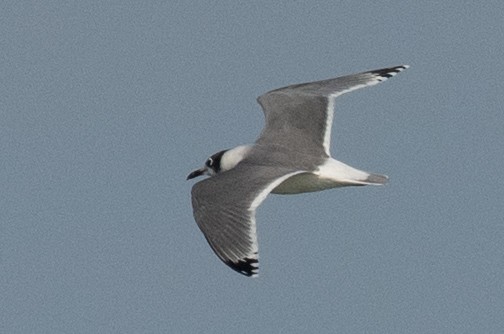 Maskeli Martı - ML645817677