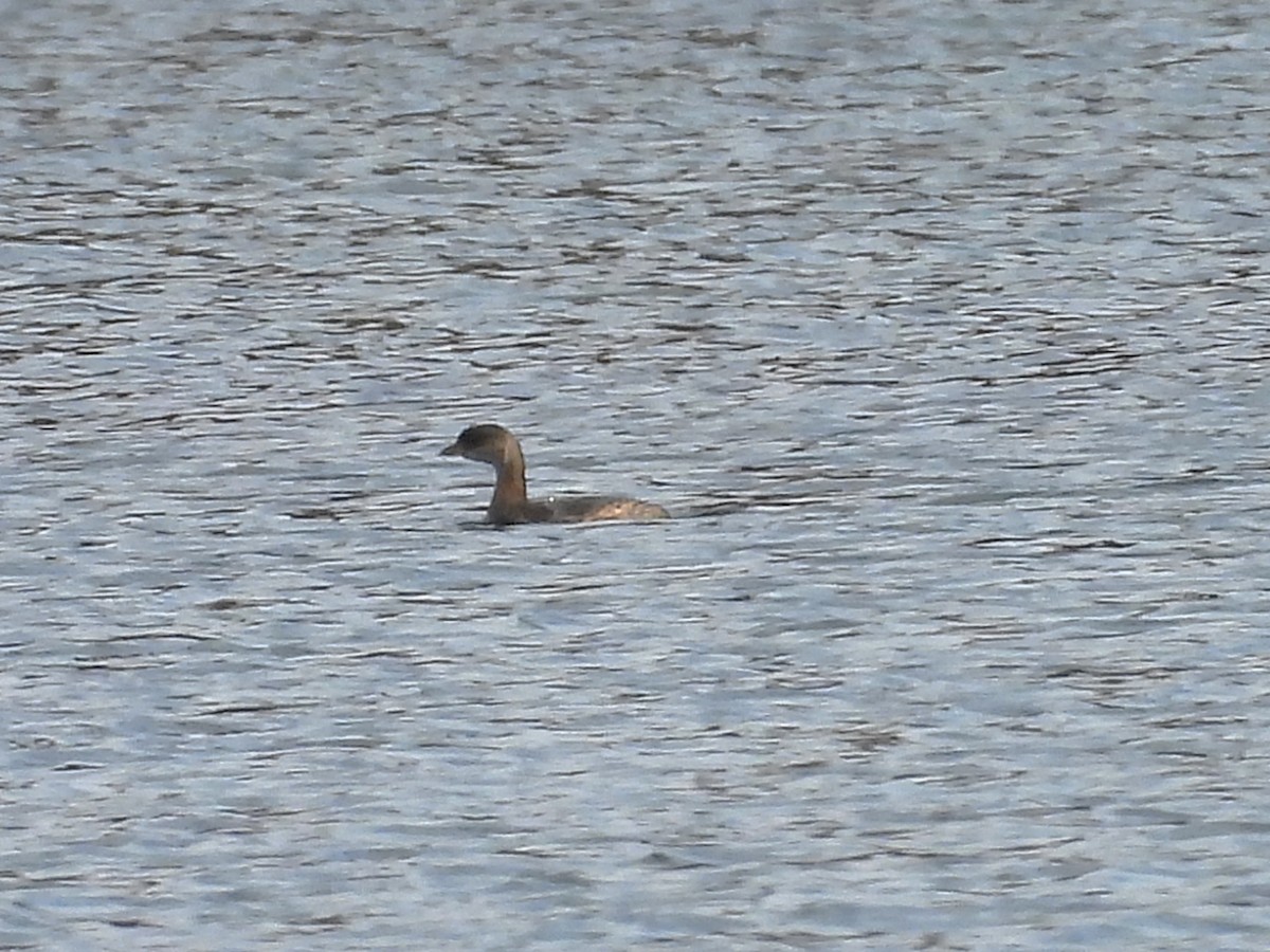 Kalın Gagalı Batağan - ML645817678