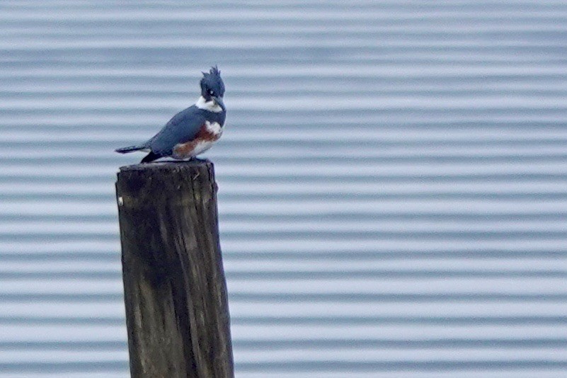 Kuşaklı Yalıçapkını - ML645817679