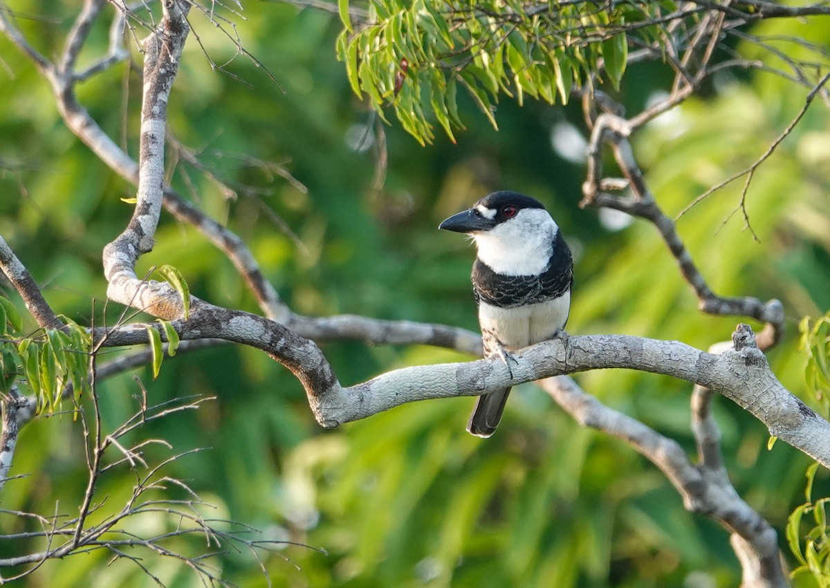 Guyana Pufkuşu - ML645817680