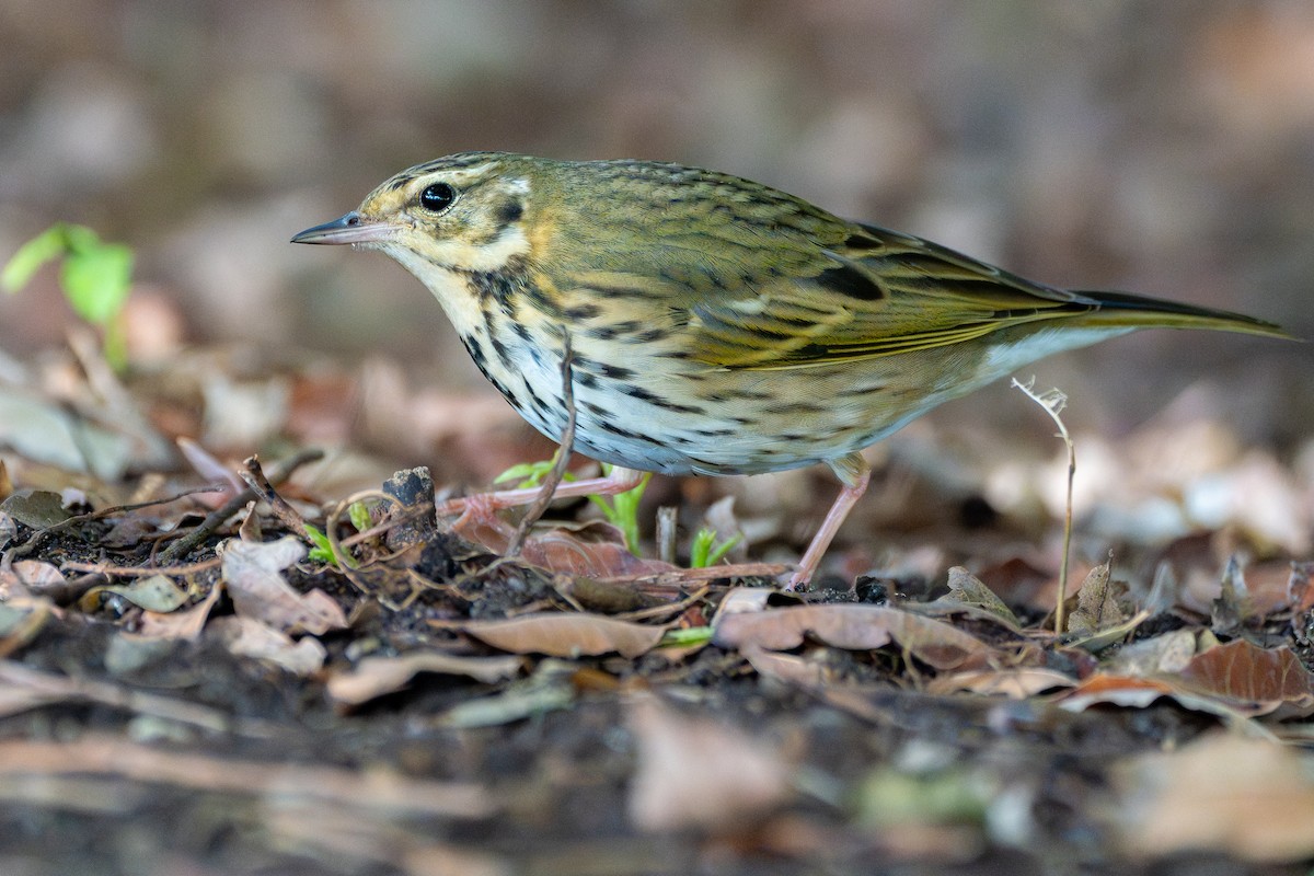 Yeşil Sırtlı İncirkuşu - ML645817682