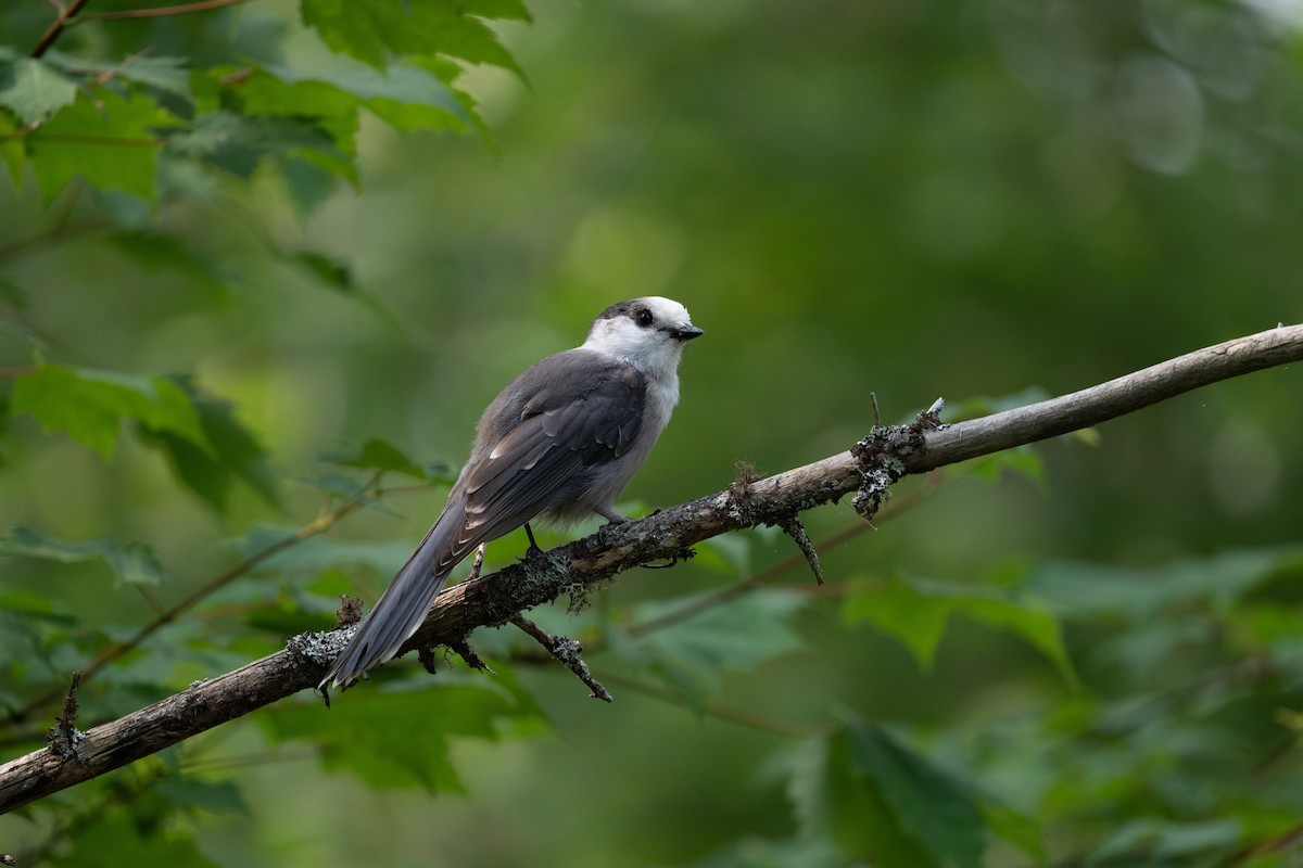 Kanada Kargası [canadensis grubu] - ML645817683