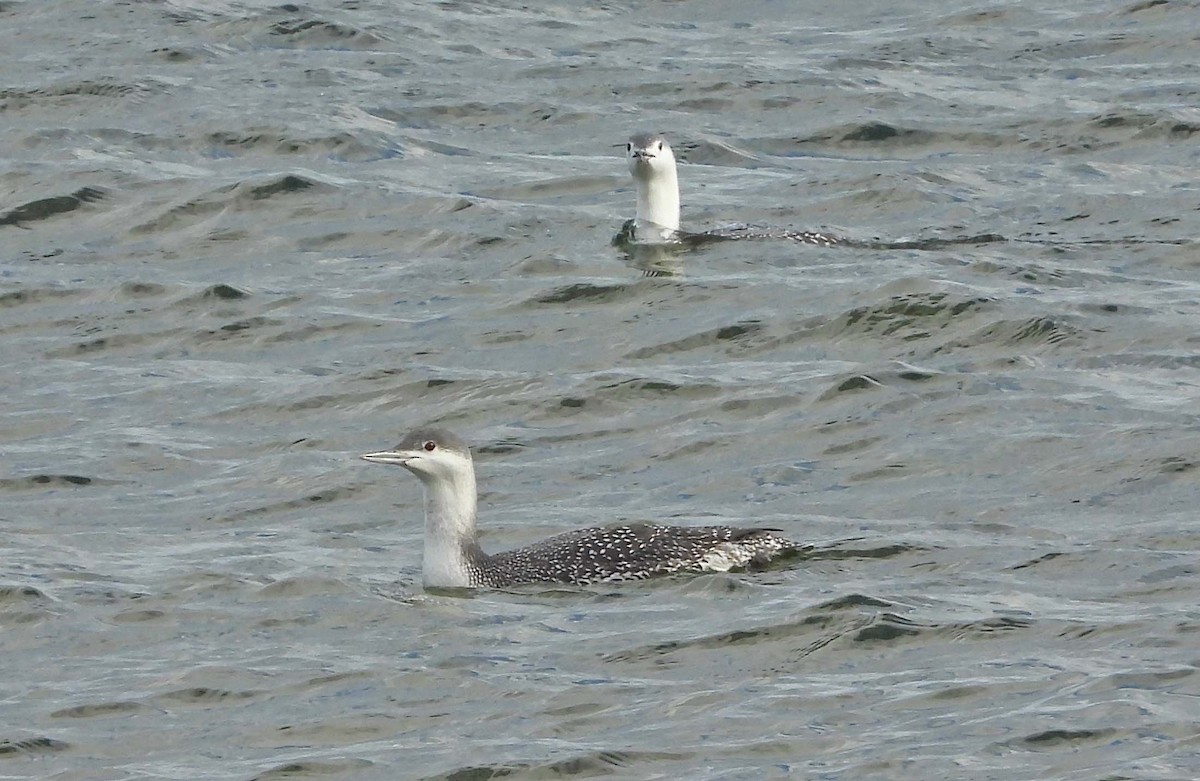 Kızıl Gerdanlı Dalgıç - ML645817684