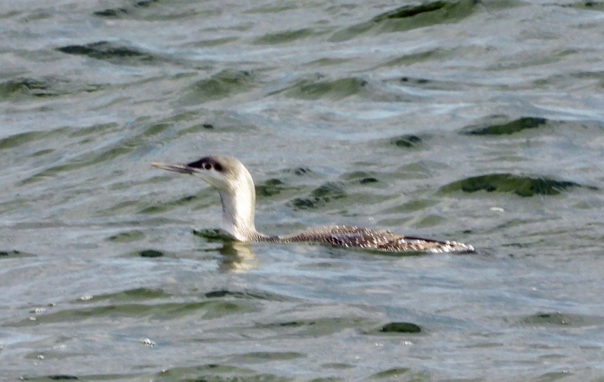 Kızıl Gerdanlı Dalgıç - ML645817685