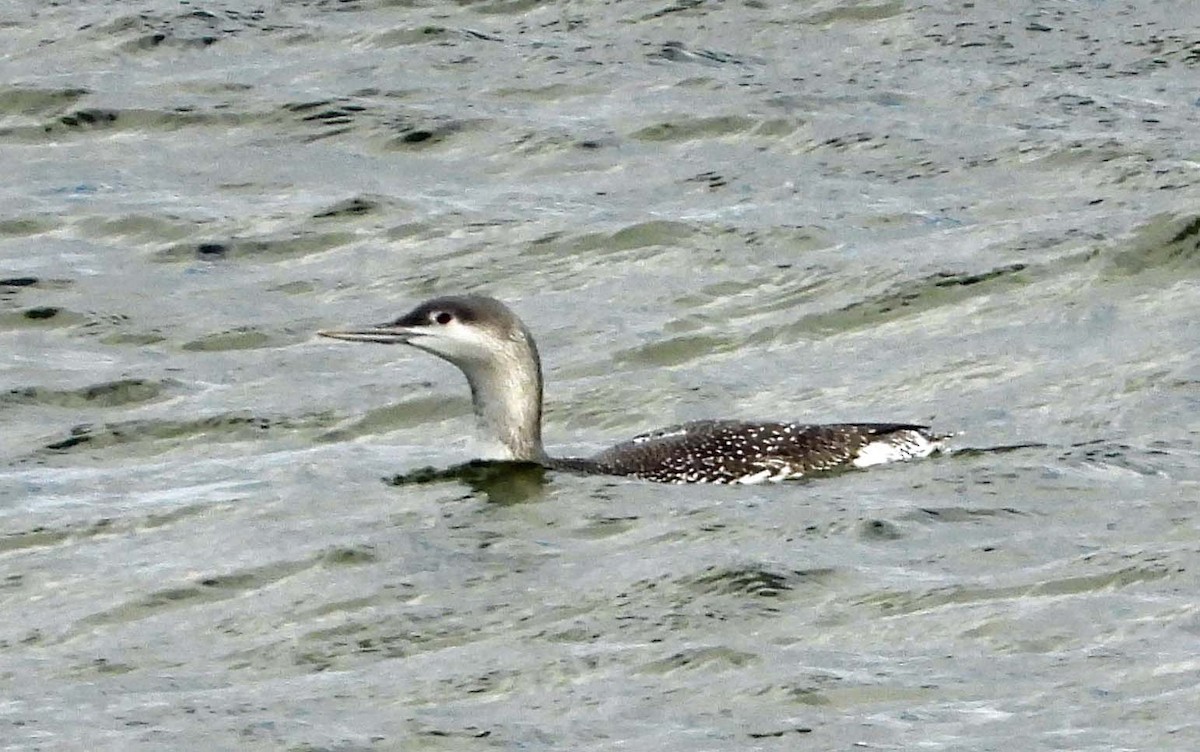 Kızıl Gerdanlı Dalgıç - ML645817686