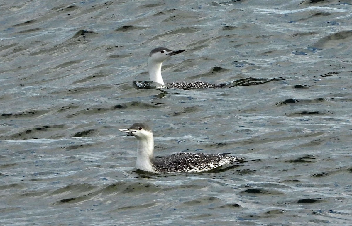 Kızıl Gerdanlı Dalgıç - ML645817687