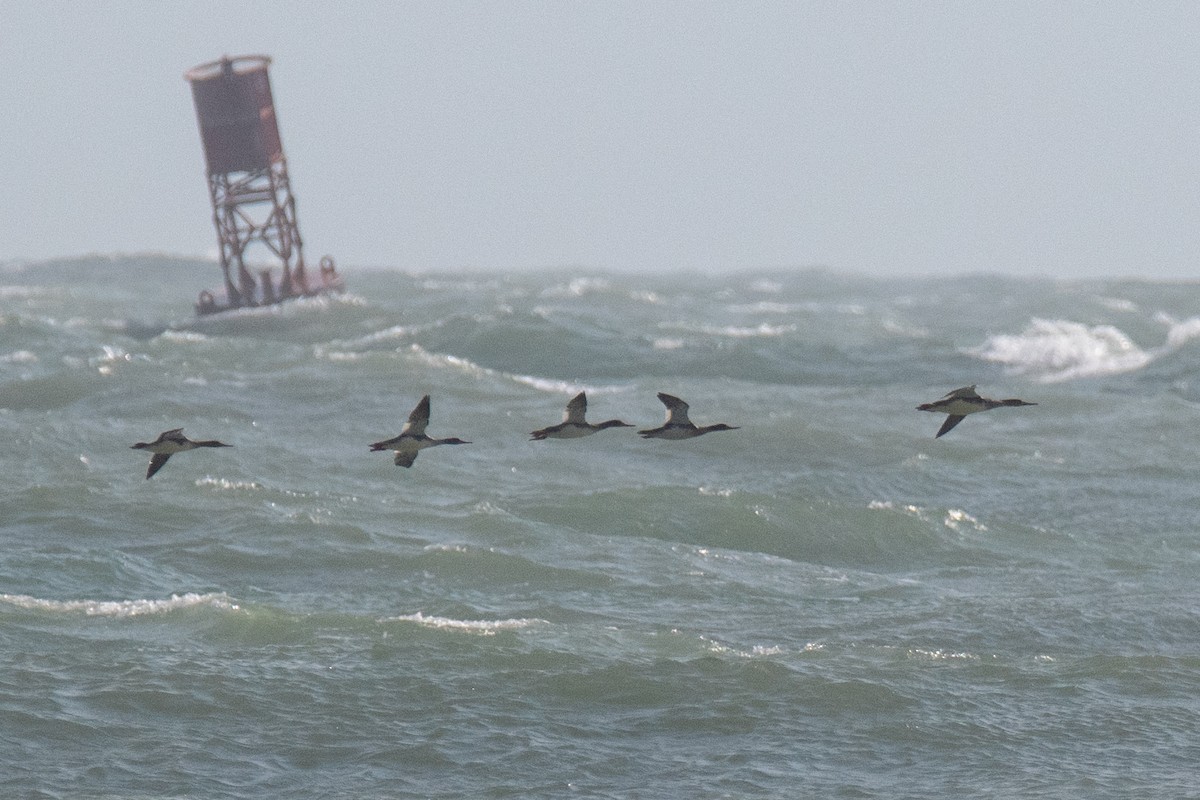 Tarakdiş - ML645817689