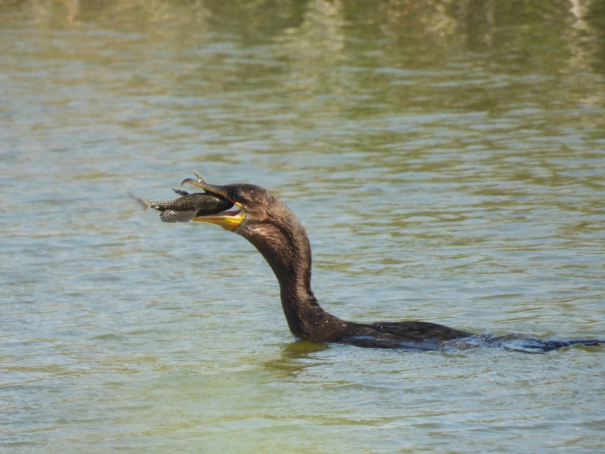 Neotropikal Karabatak - ML645817690