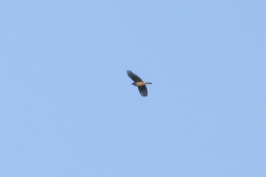 American Pipit - ML645817692