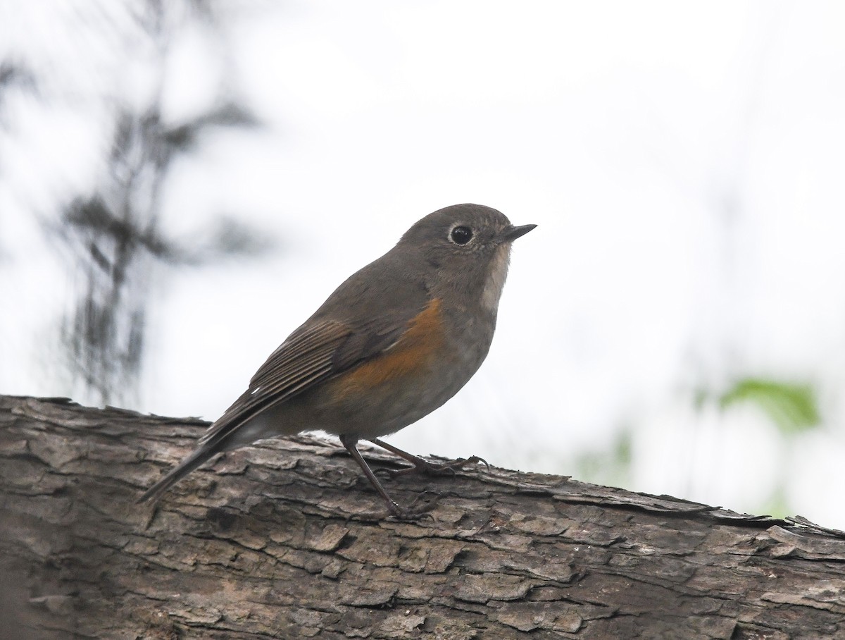 Mavi Kuyruklu Bülbül - ML645817694