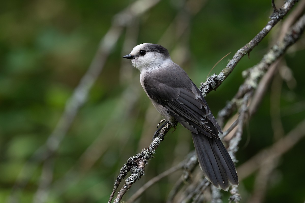 Kanada Kargası [canadensis grubu] - ML645817695