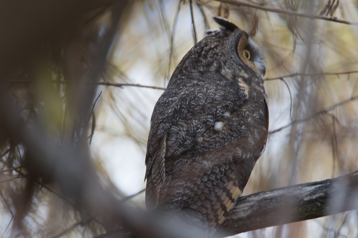 Kulaklı Orman Baykuşu - ML645817696