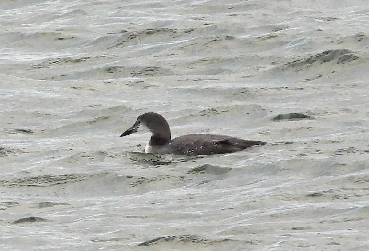 Buz Dalgıcı - ML645817697