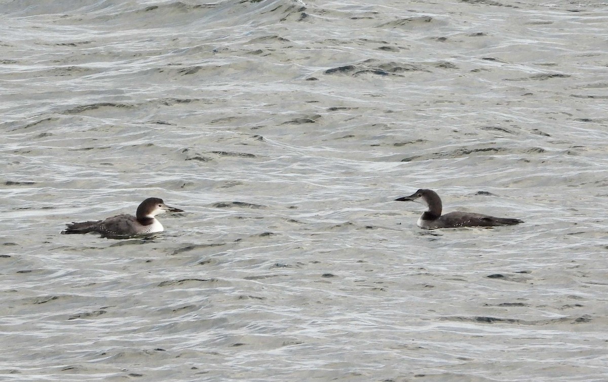 Buz Dalgıcı - ML645817698