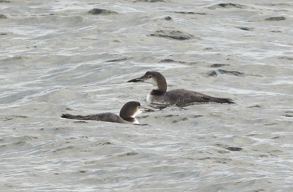 Buz Dalgıcı - ML645817699