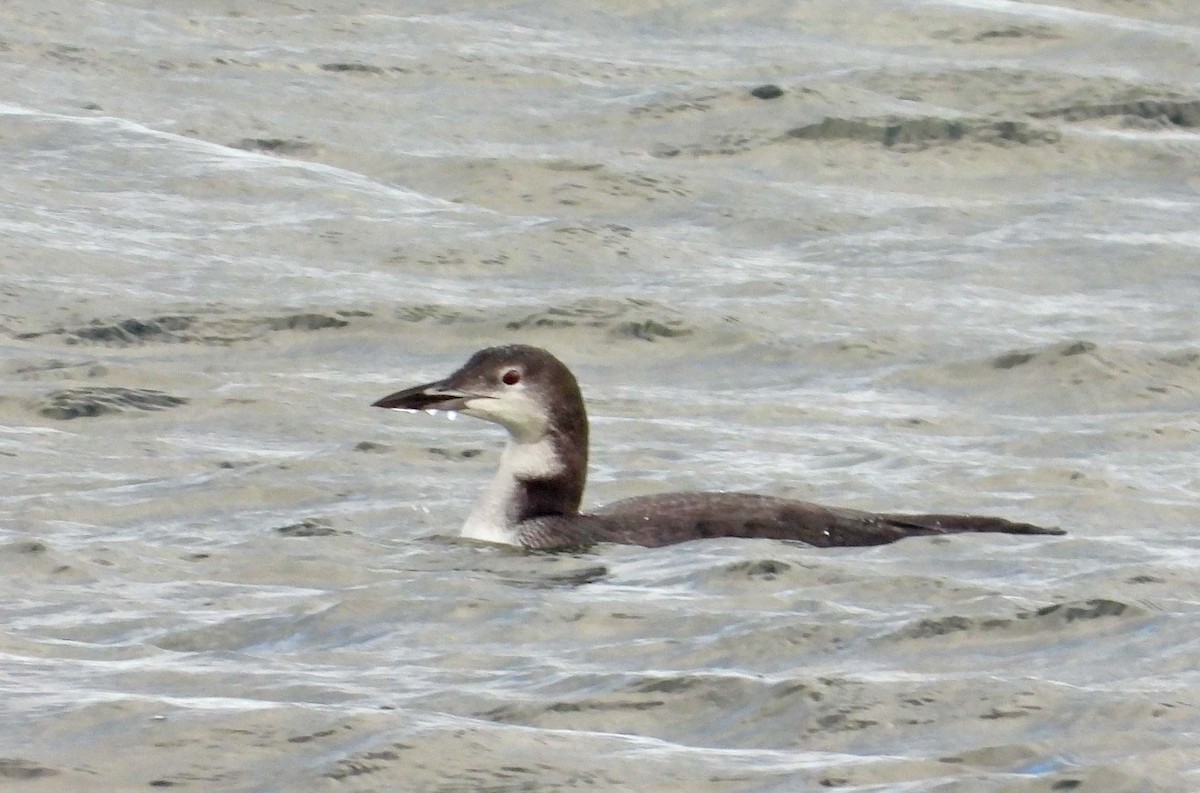 Buz Dalgıcı - ML645817700