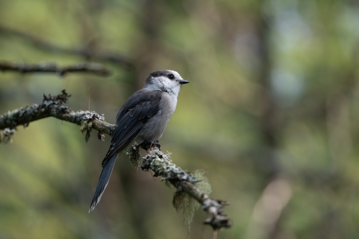 Kanada Kargası [canadensis grubu] - ML645817705