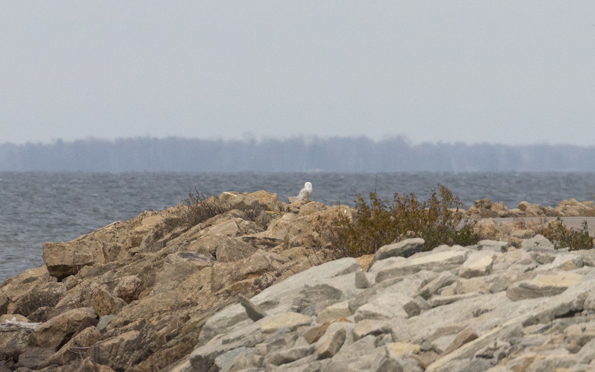 Kar Baykuşu - ML645817706