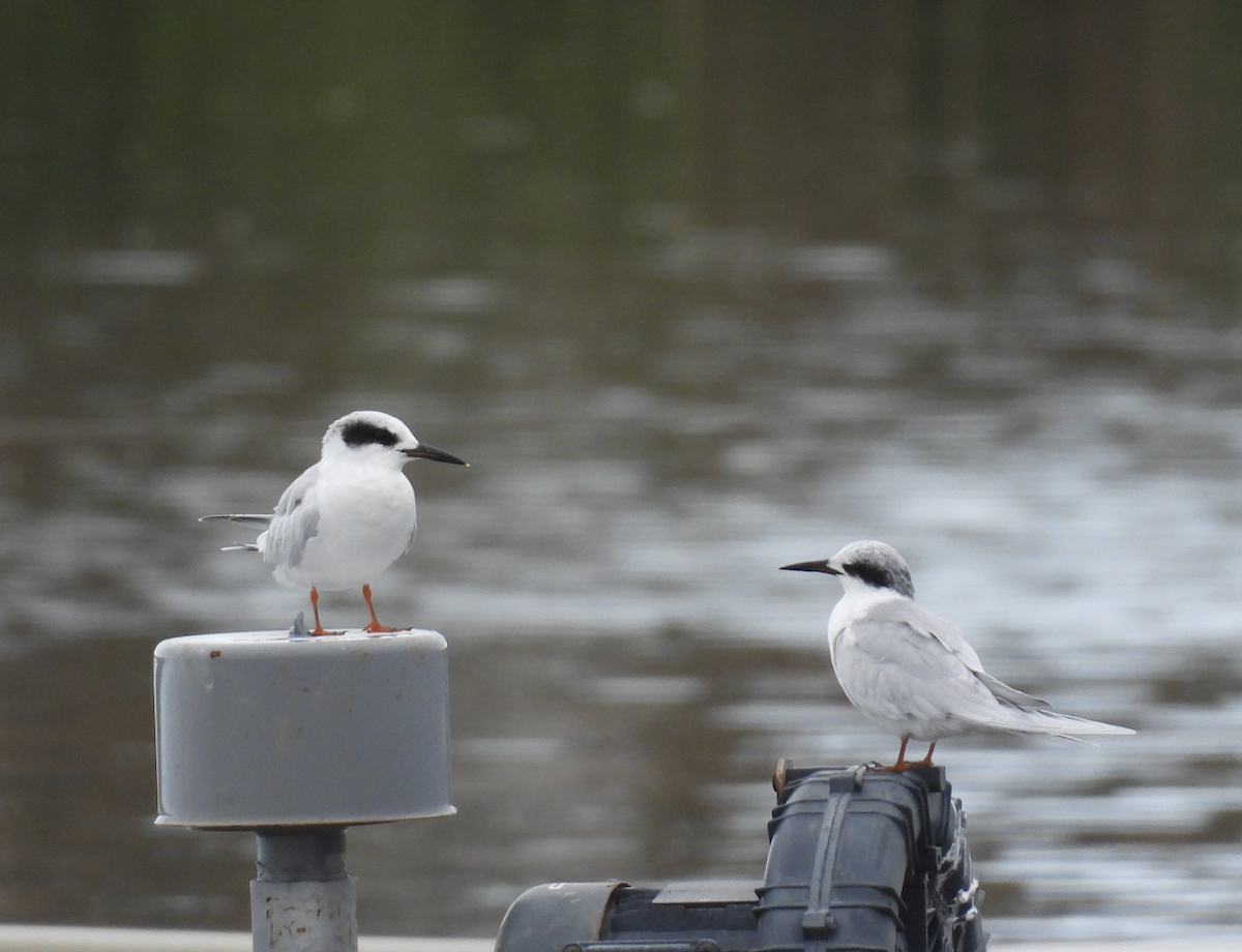 Maskeli Sumru - ML645817707