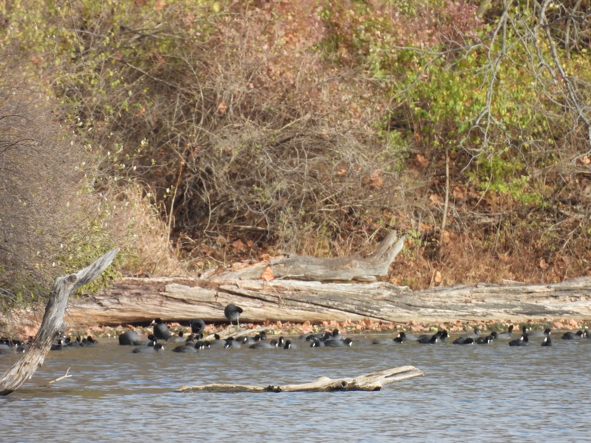 Amerika Mekesi - ML645817708