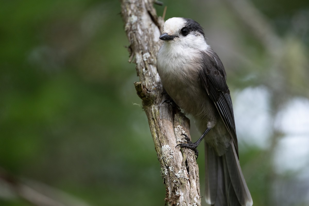 gråskrike (canadensis gr.) - ML645817709
