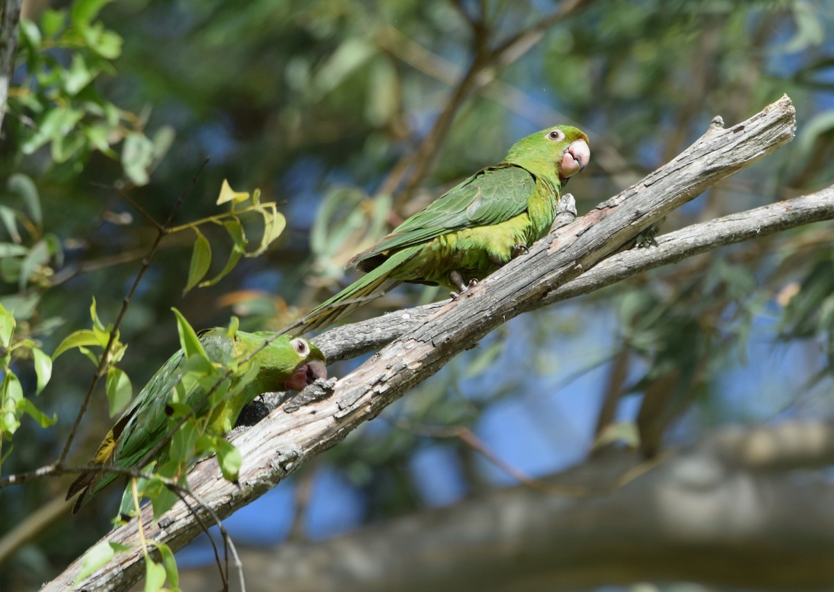 Ak Gözlü Papağan - ML645817710