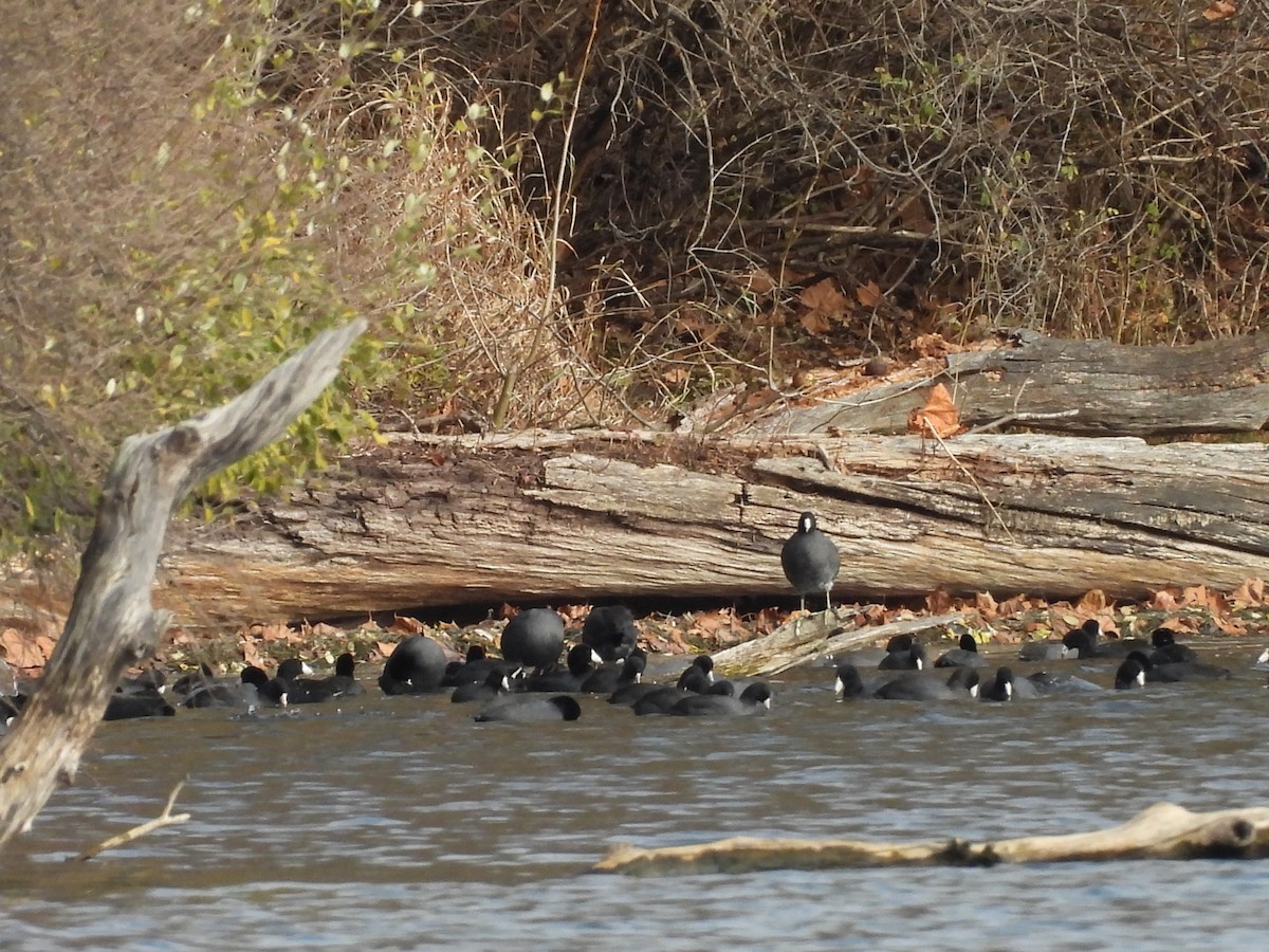 American Coot - ML645817712