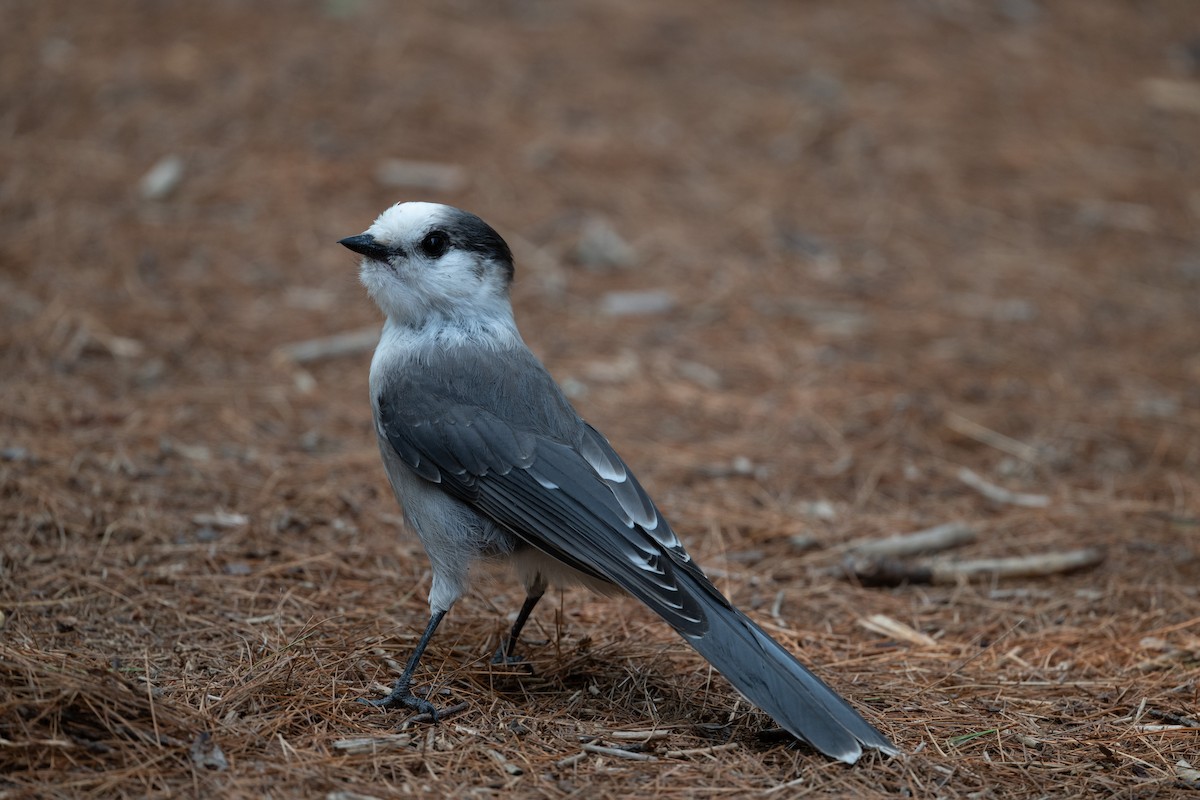 gråskrike (canadensis gr.) - ML645817715
