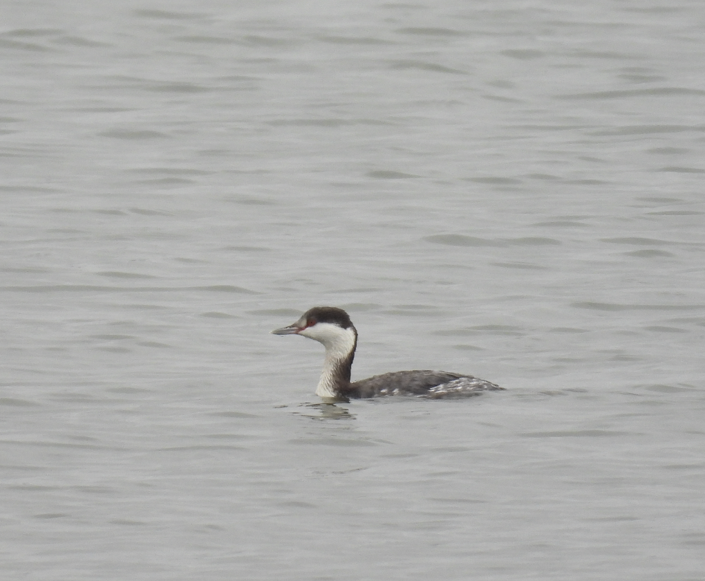 Txilinporta urrebelarria - ML645817716