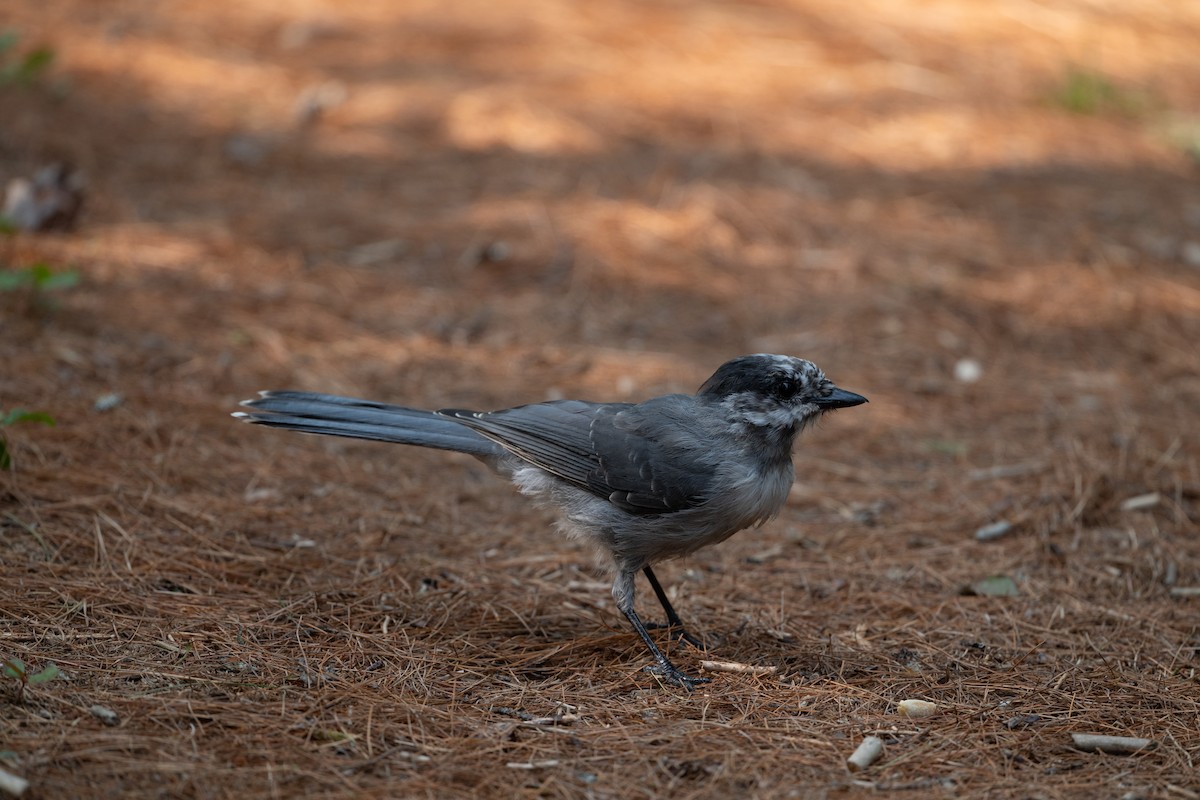 gråskrike (canadensis gr.) - ML645817717